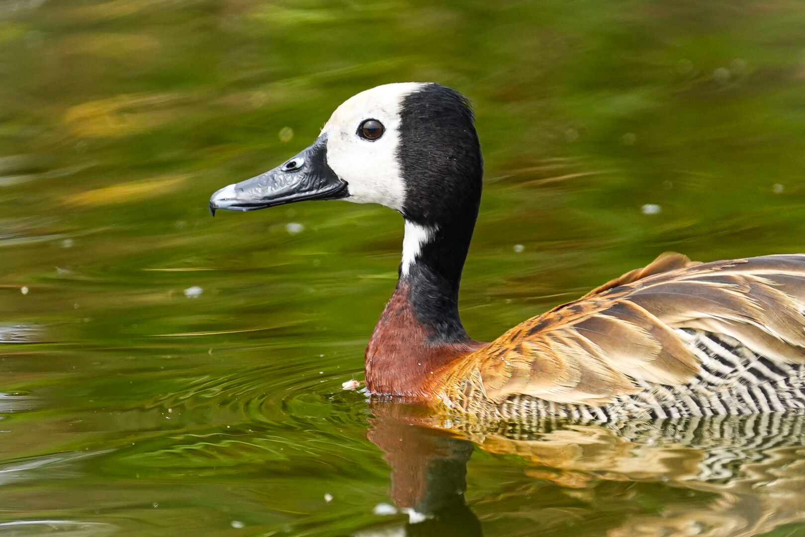 White faced Whistling Duck Report At Pantanos De Villa Wildlife Refuge 