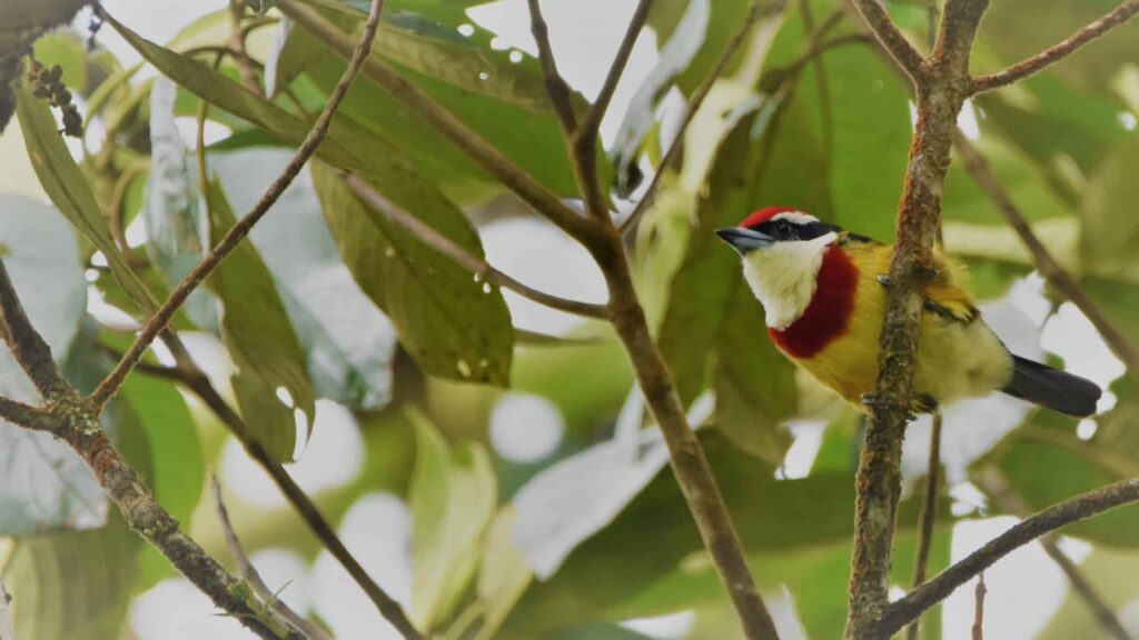 barbudo de franja escarlata