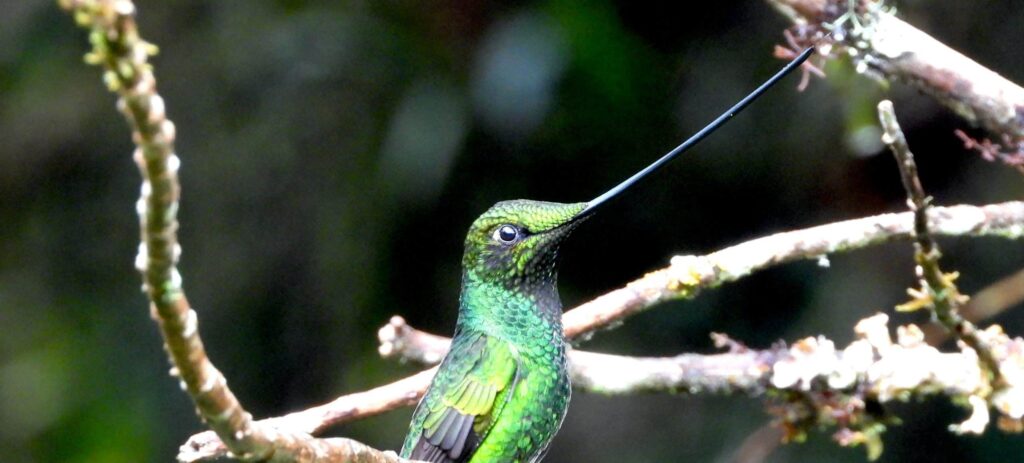 mejoramiento de observatorio de colibríes