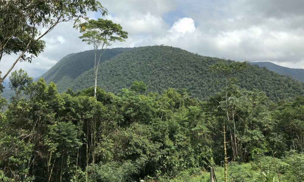 registro de cotingas