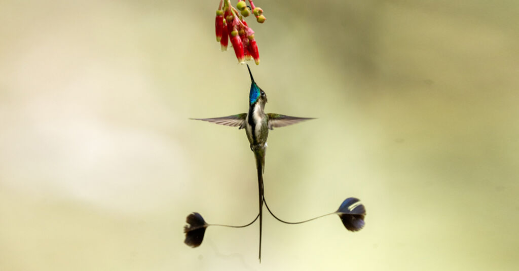 Marvelous Spatuletail / Colibrí cola de espátula