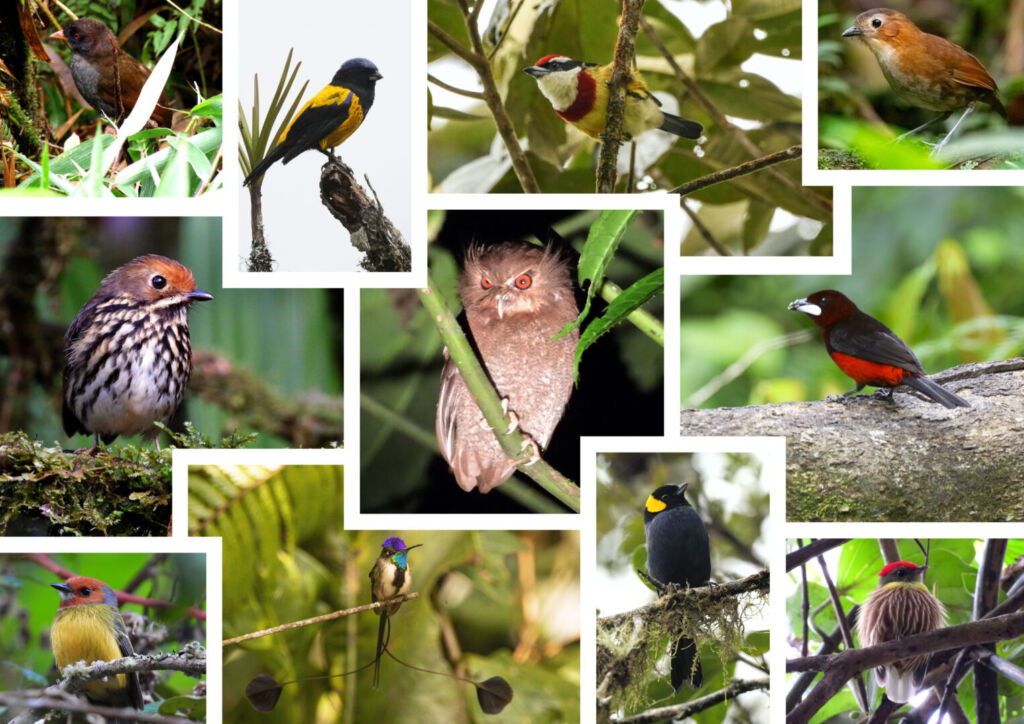 Ruta de aves del norte del Perú