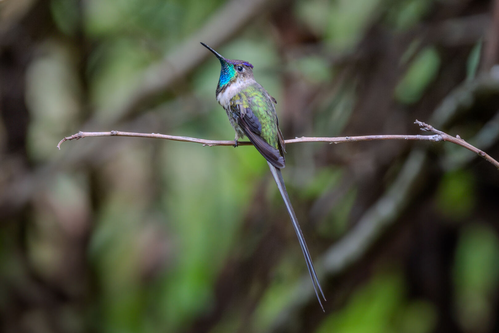 Molting tails of Marvelous Spatuletail / Muda de colas de Colibrí cola de espátula