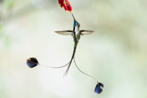 Marvelous Spatuletail / Colibrí cola de espátula