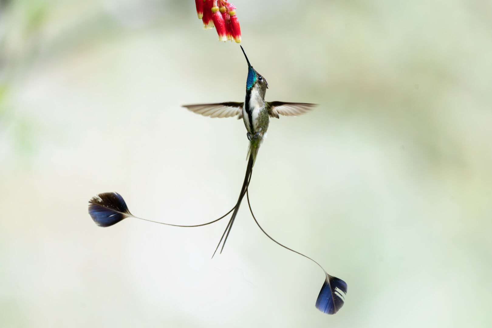 Marvelous Spatuletail / Colibrí cola de espátula