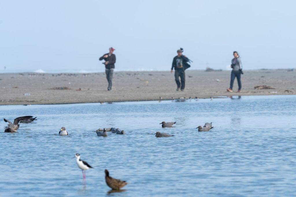 Birding in Lima / Observación de aves en Lima