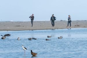 Birding in Lima / Observación de aves en Lima