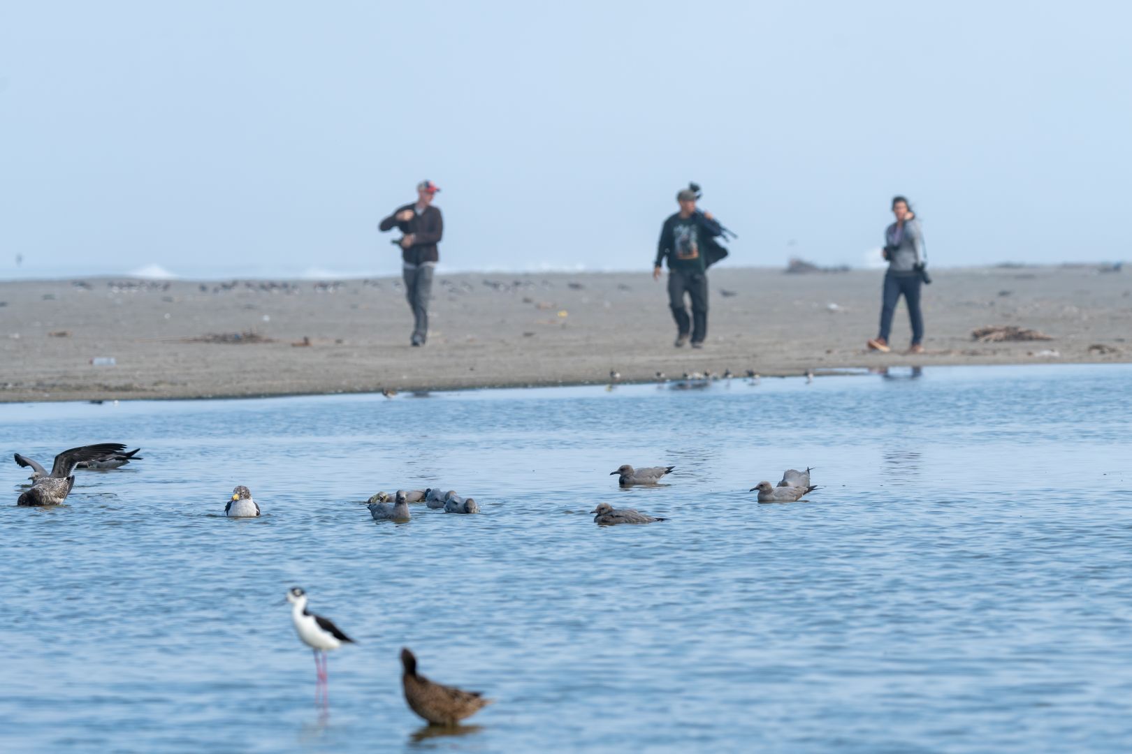 Birding in Lima / ObservaciĂłn de aves en Lima