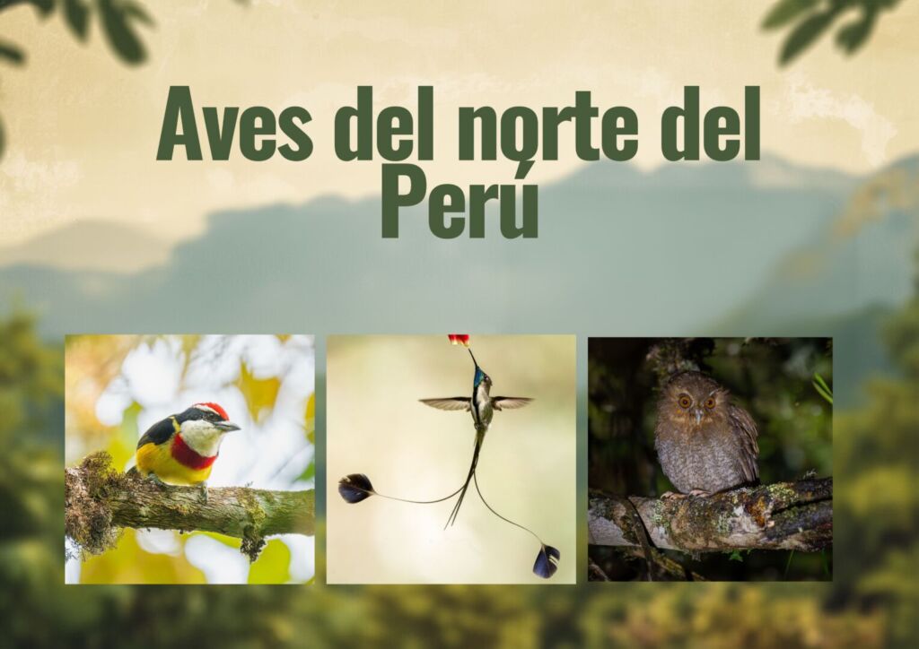 Aves del norte del Perú / Birds of northern Peru