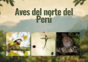 Aves del norte del Perú / Birds of northern Peru