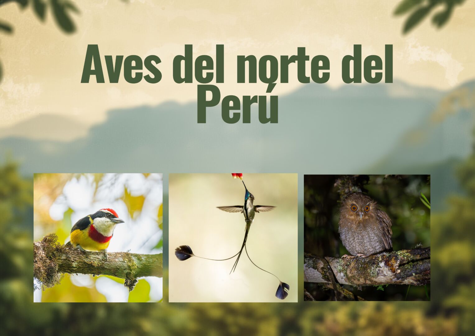 Aves del norte del Perú / Birds of northern Peru