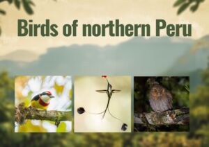 Birds of northern Peru